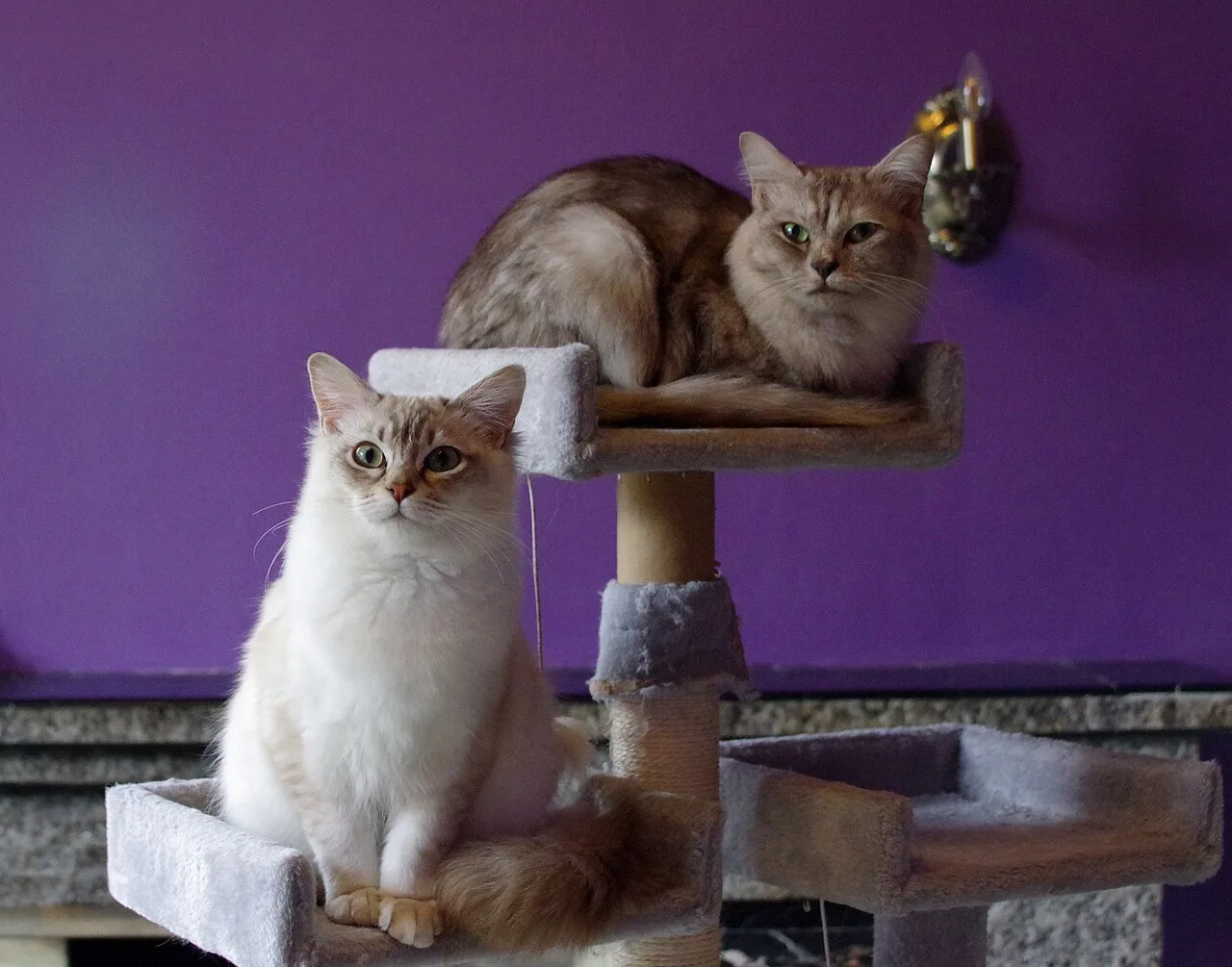 Enriquecimiento ambiental para gatos de interior: ciencia y bienestar