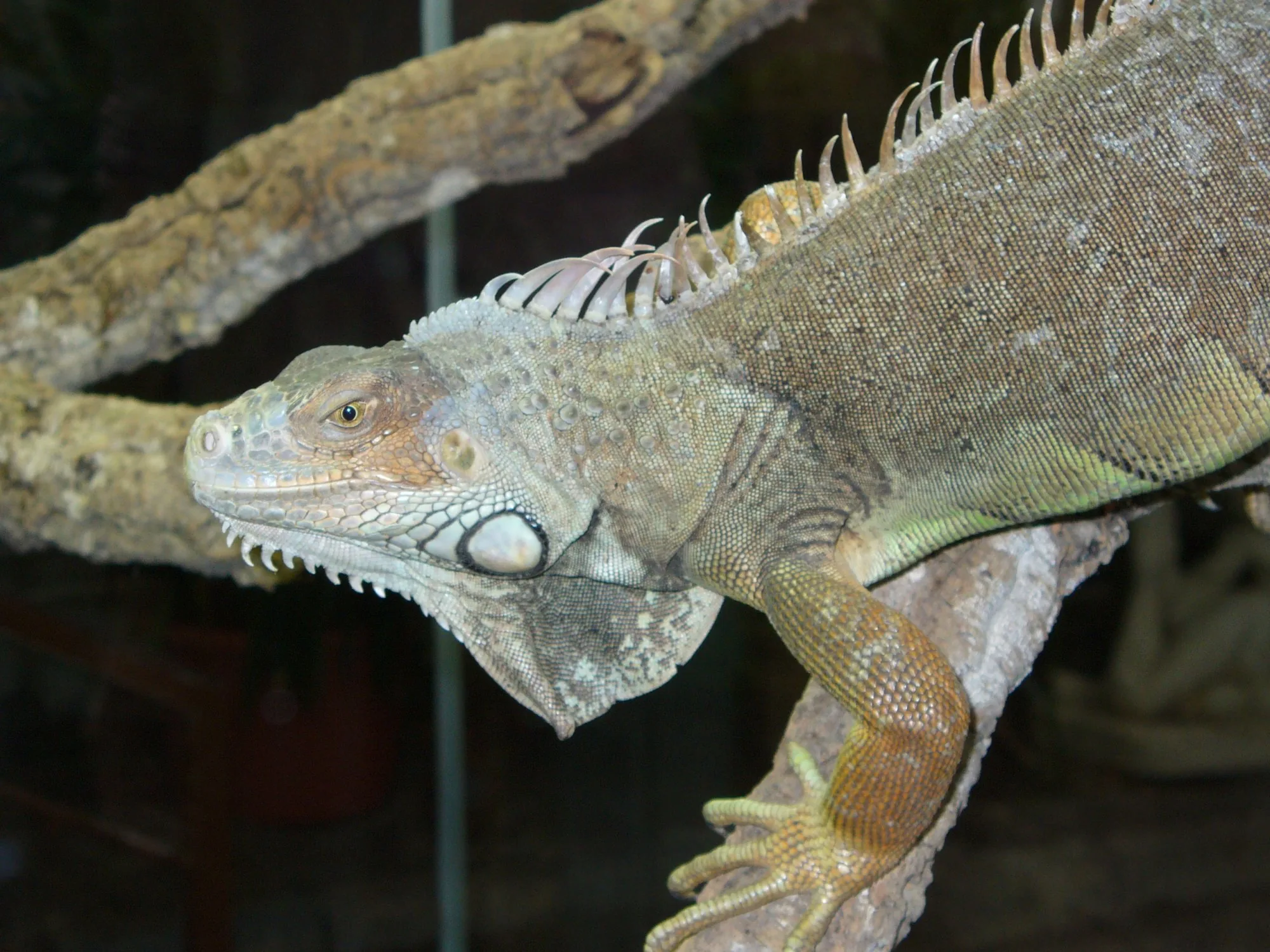 Antes de tener una iguana verde