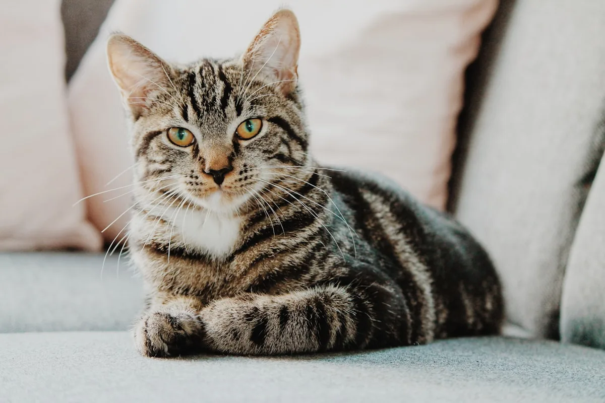 El parpadeo lento como señal facilitadora de interacción entre gatos y humanos