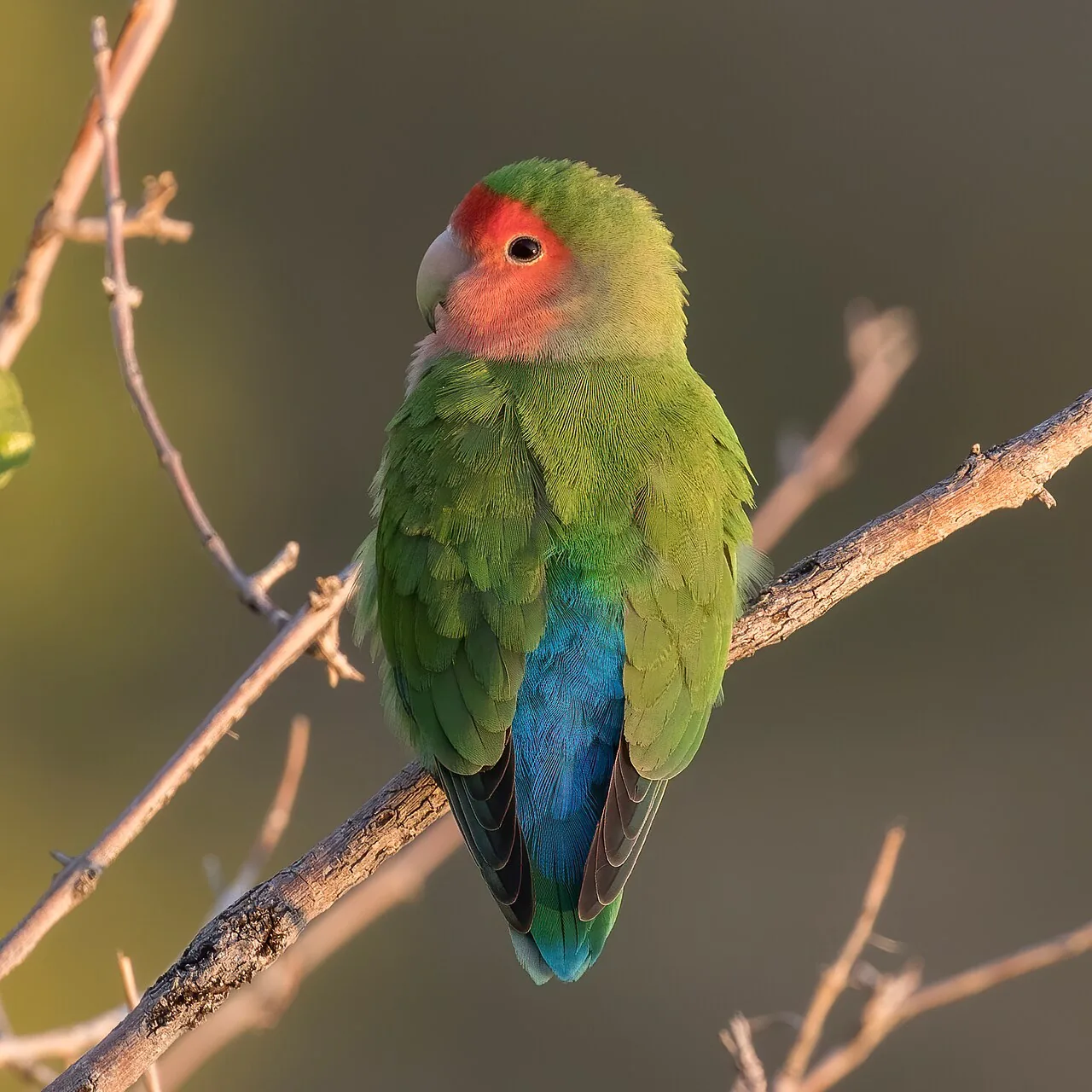 Agapornis / Inseparable (Agapornis spp. (ej. A. roseicollis))