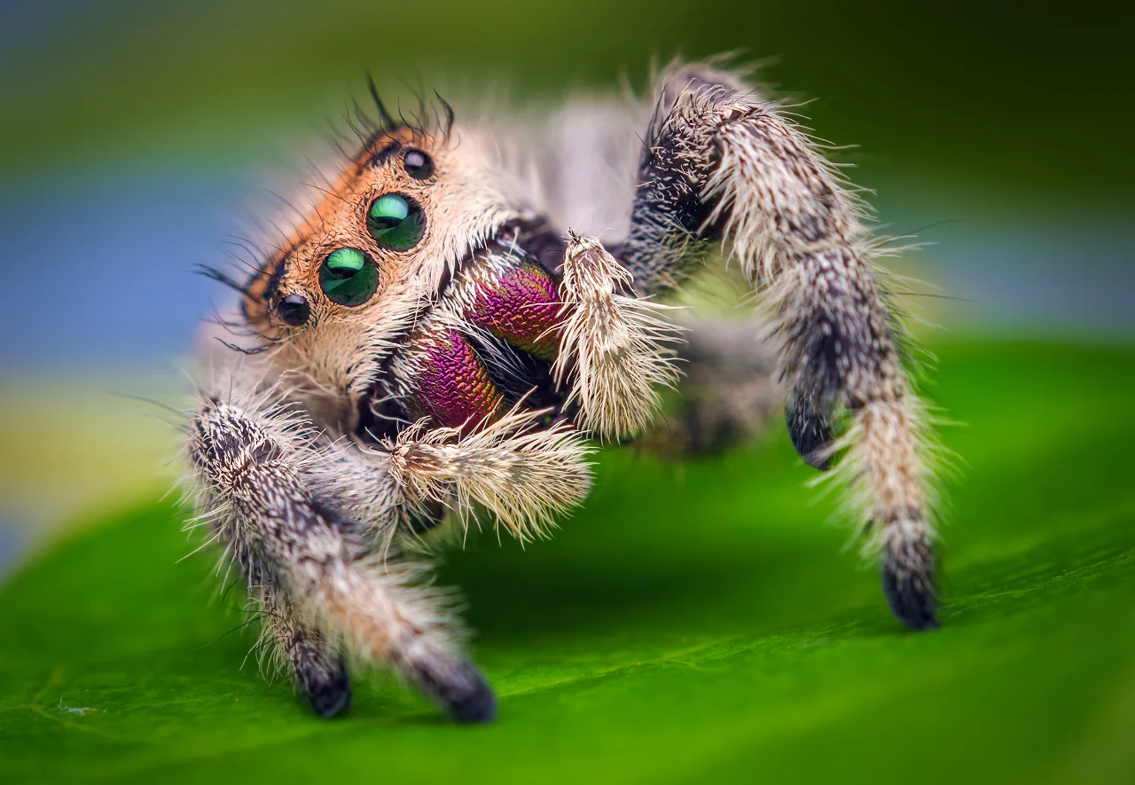 Araña saltarina regia (Phidippus regius)