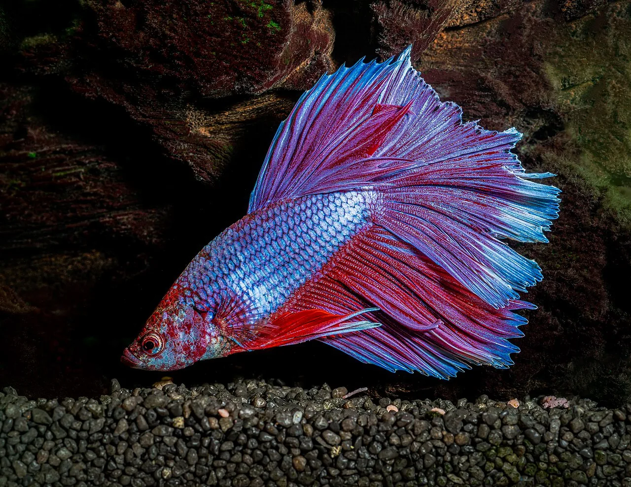 El tamaño del acuario cambia el comportamiento del pez betta, confirma un estudio experimental