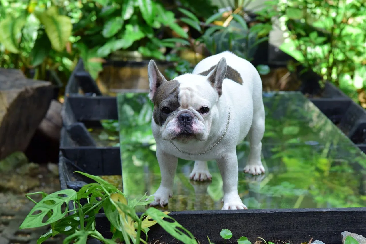 Bulldog Francés (Canis lupus familiaris)