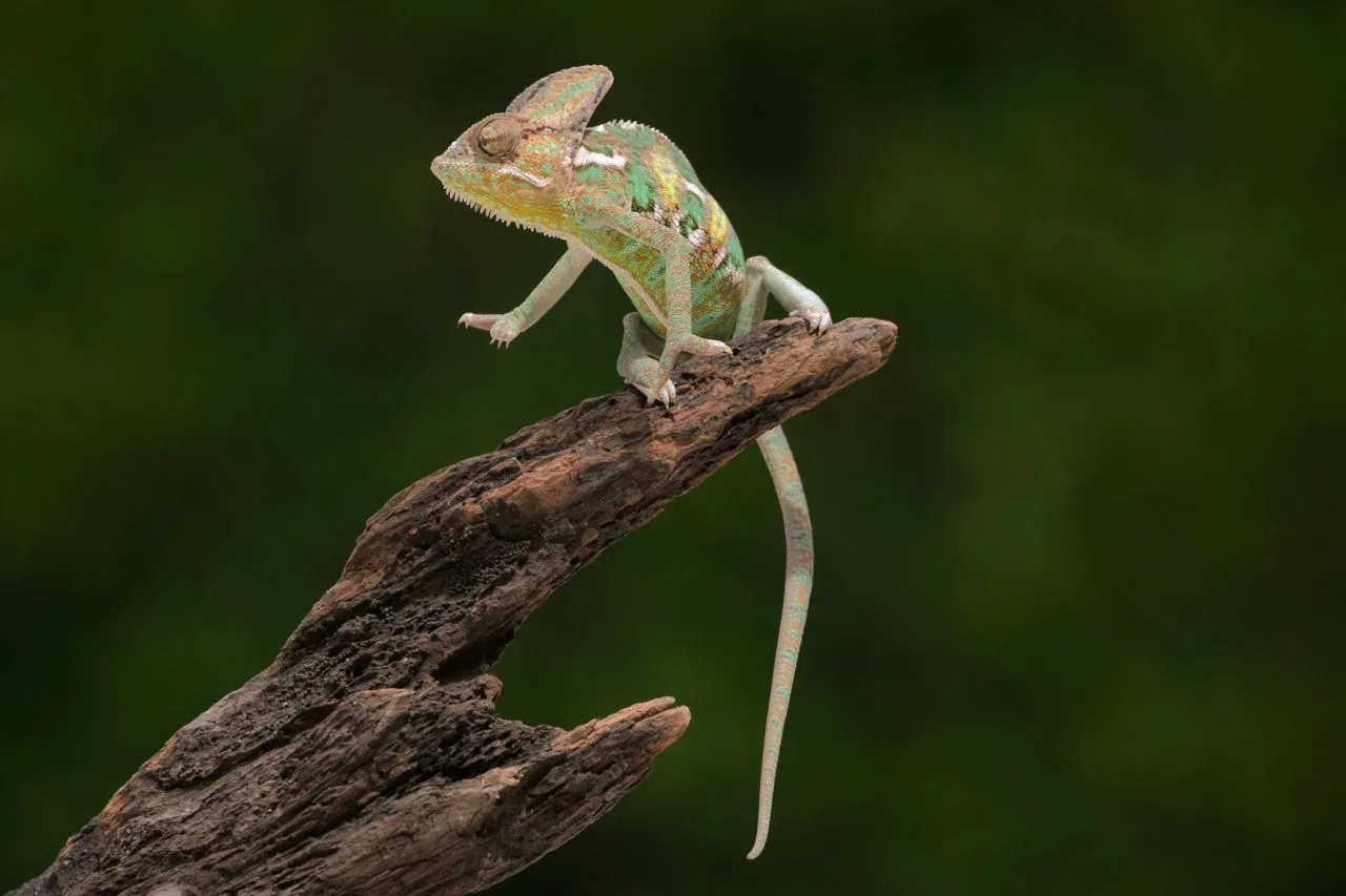 Camaleón velado (Chamaeleo calyptratus)