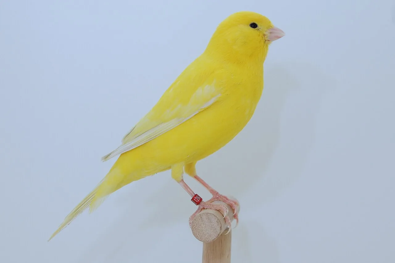 Canario doméstico (Serinus canaria domestica)