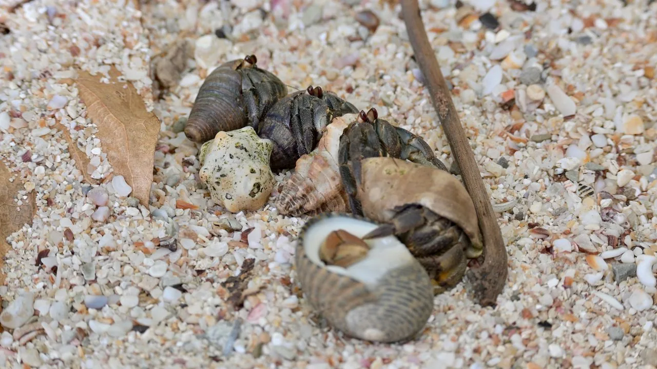Cangrejo ermitaño terrestre (Coenobita clypeatus)