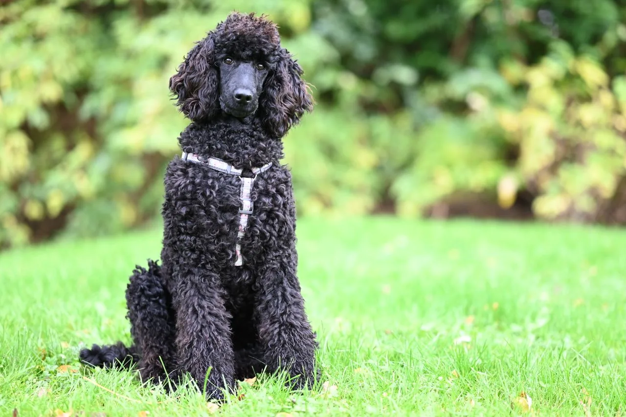 Caniche o Poodle (Canis lupus familiaris)