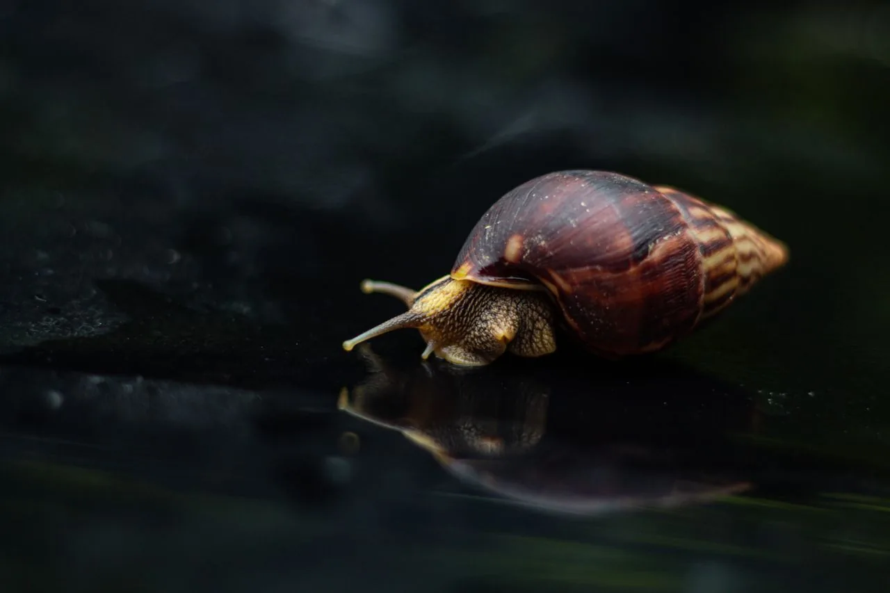 Caracol Achatina (Achatina fulica / Lissachatina fulica)
