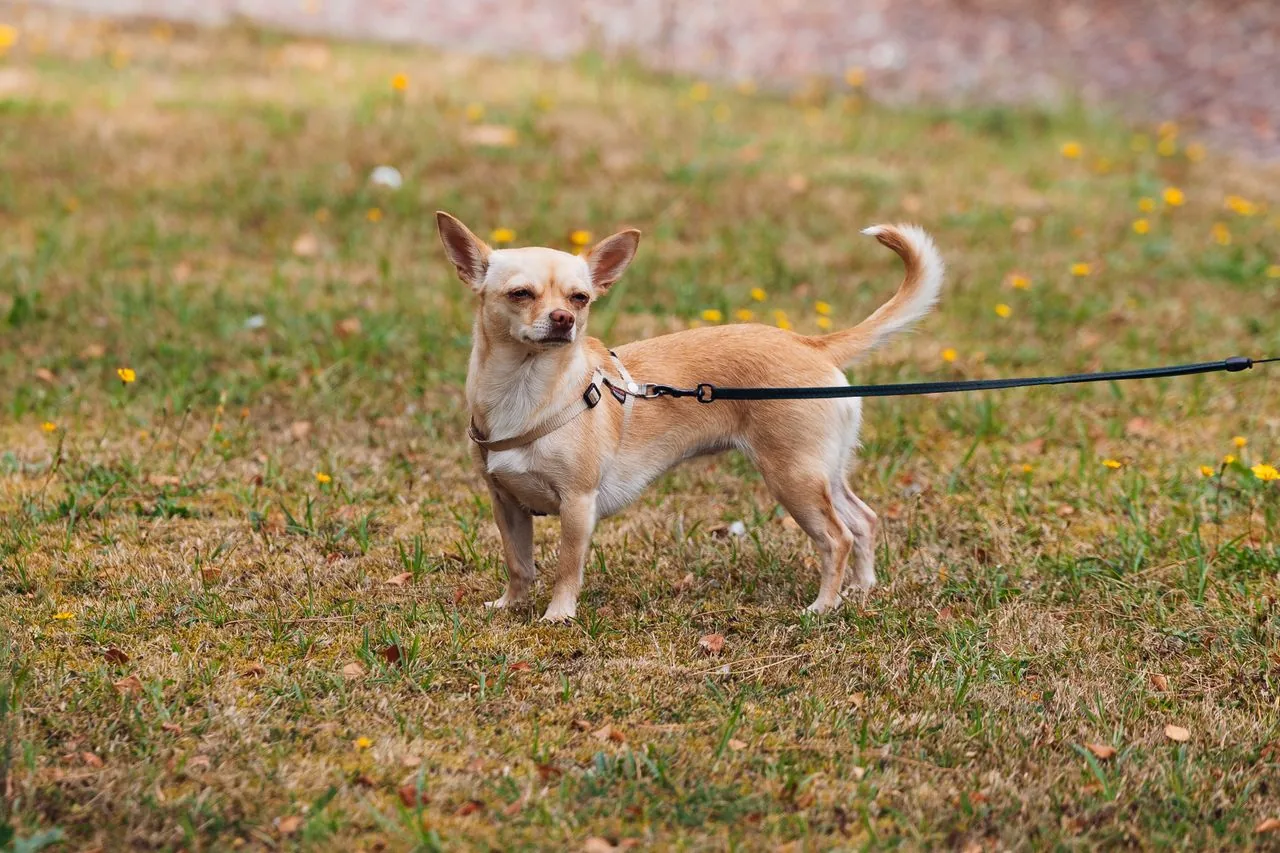 Chihuahua (Canis lupus familiaris)