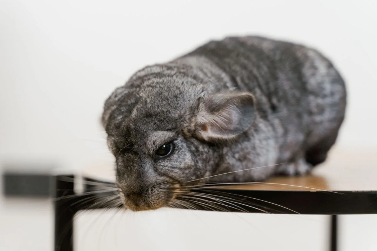 Chinchilla (Chinchilla lanigera)