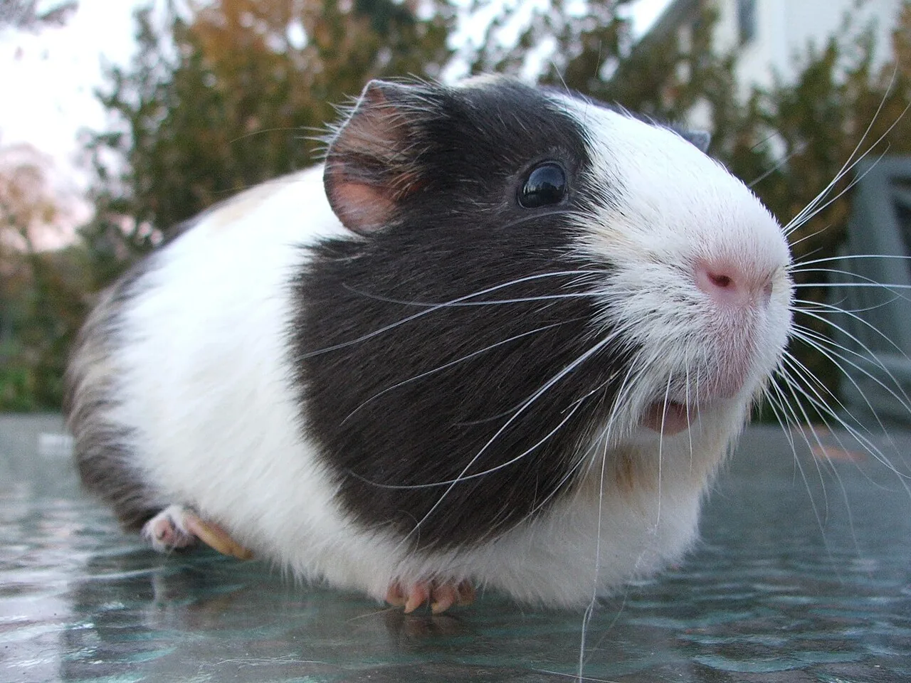 Cobaya / Cuy (Cavia porcellus)