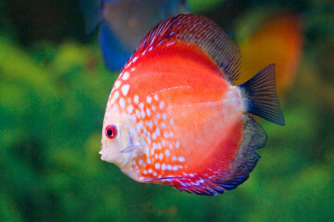 Disco (Symphysodon spp.)
