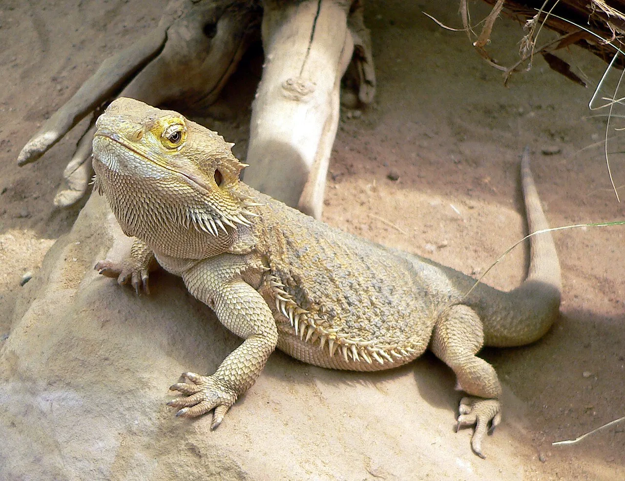 Dragón barbudo (Pogona vitticeps)