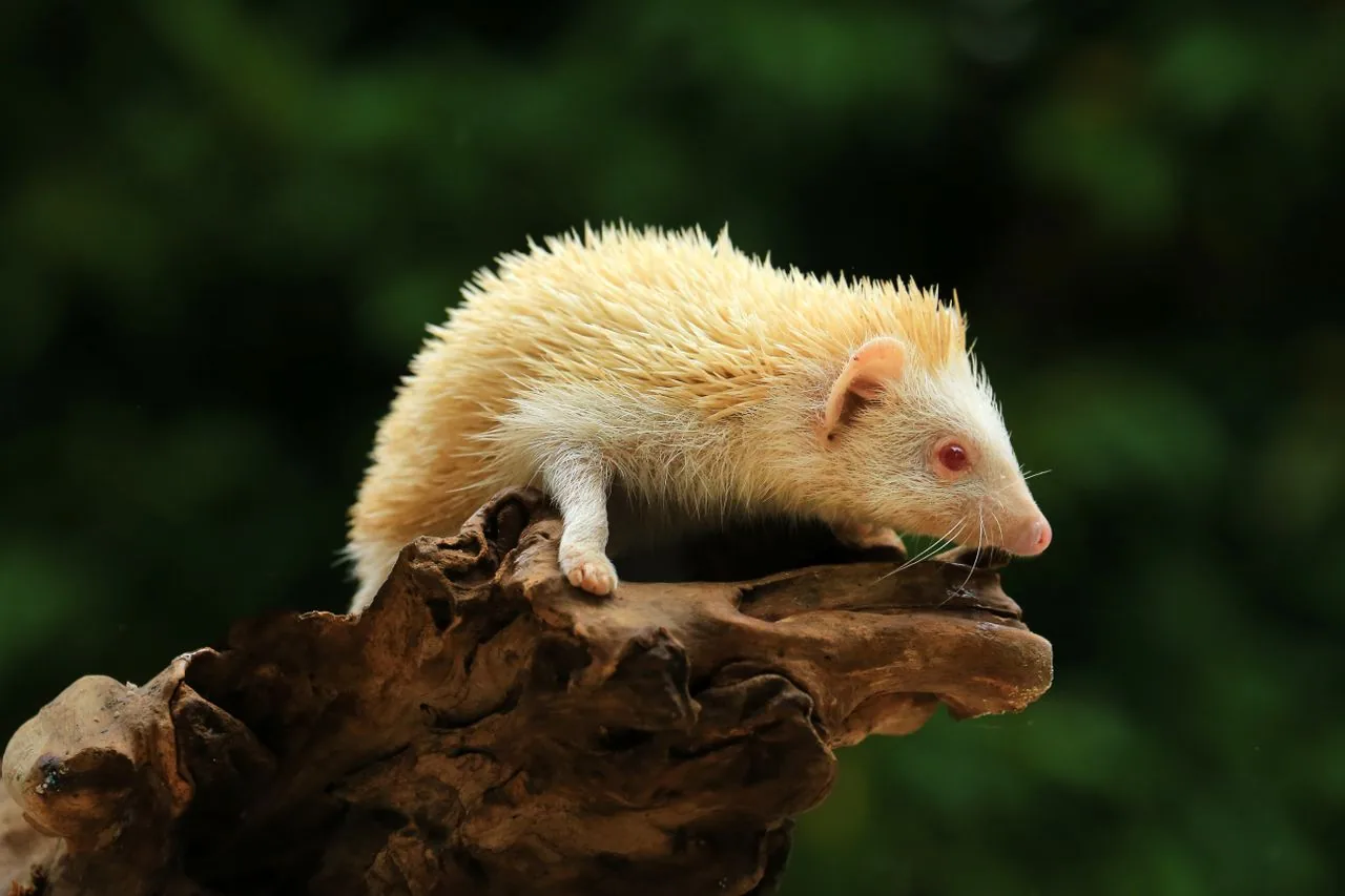 Erizo africano pigmeo (Atelerix albiventris)