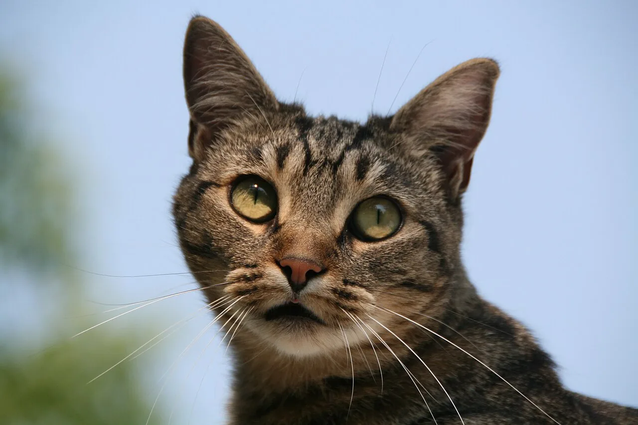 Gato común europeo (Felis catus)