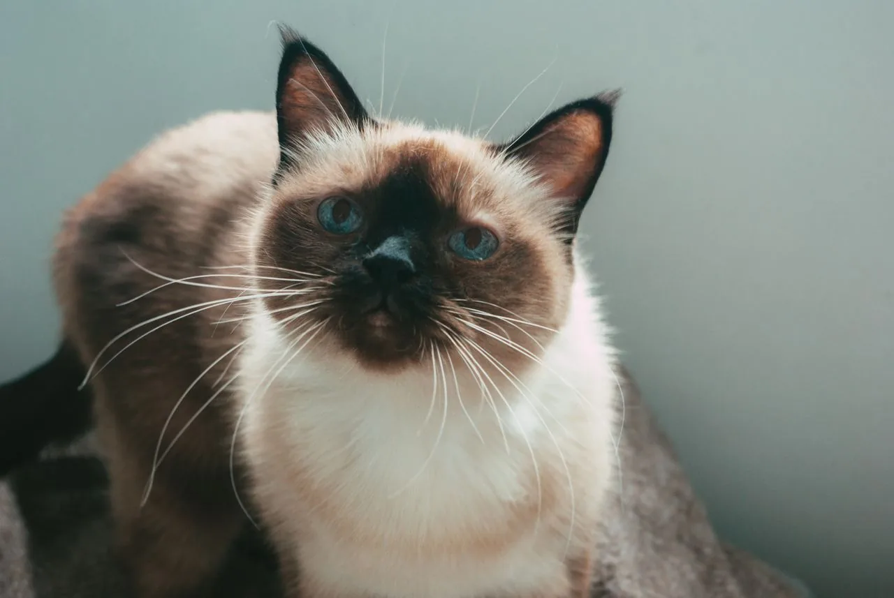 Gato Siamés (Felis catus)