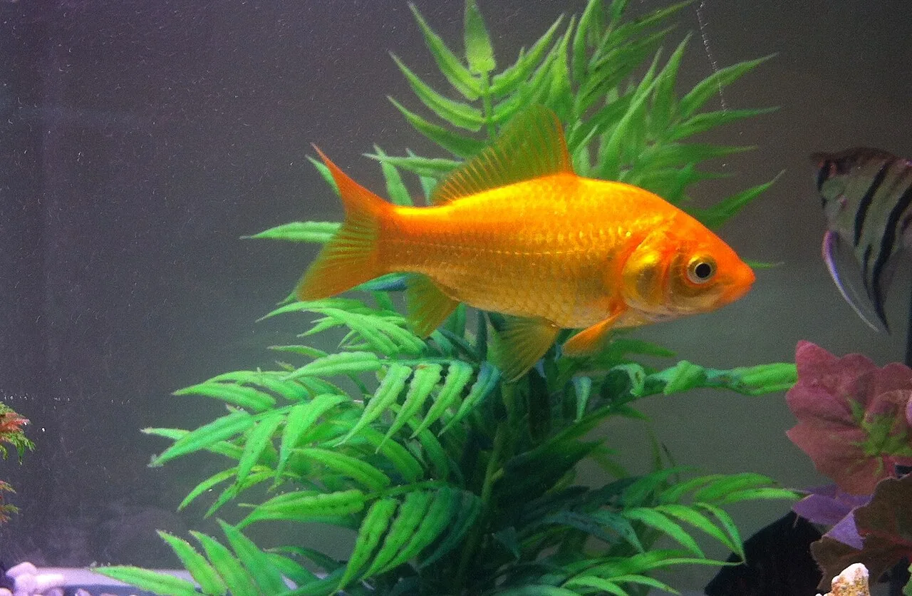 Goldfish / Pez dorado (Carassius auratus)