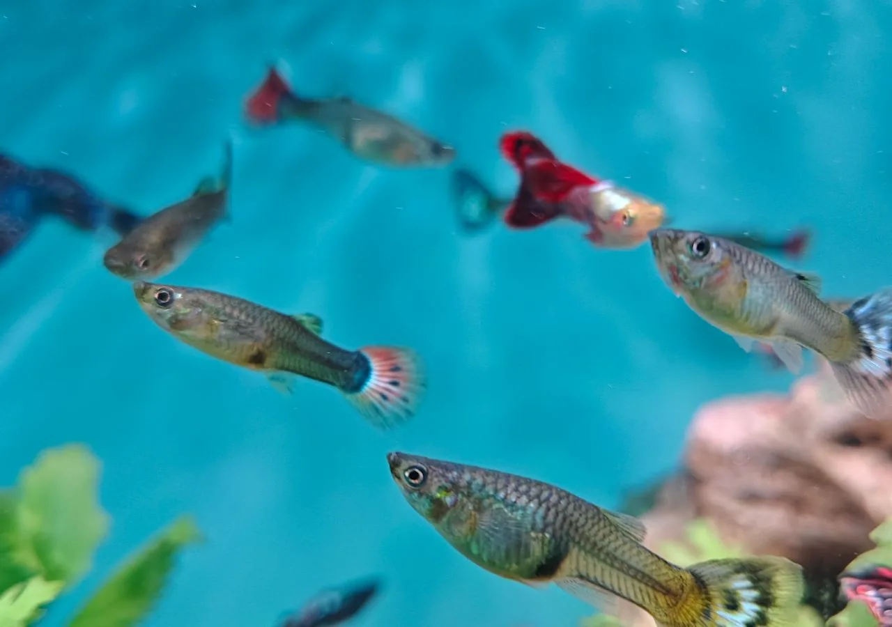 Guppy (Poecilia reticulata)