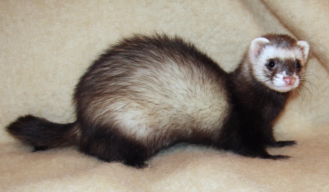 Hurón doméstico (Mustela putorius furo)
