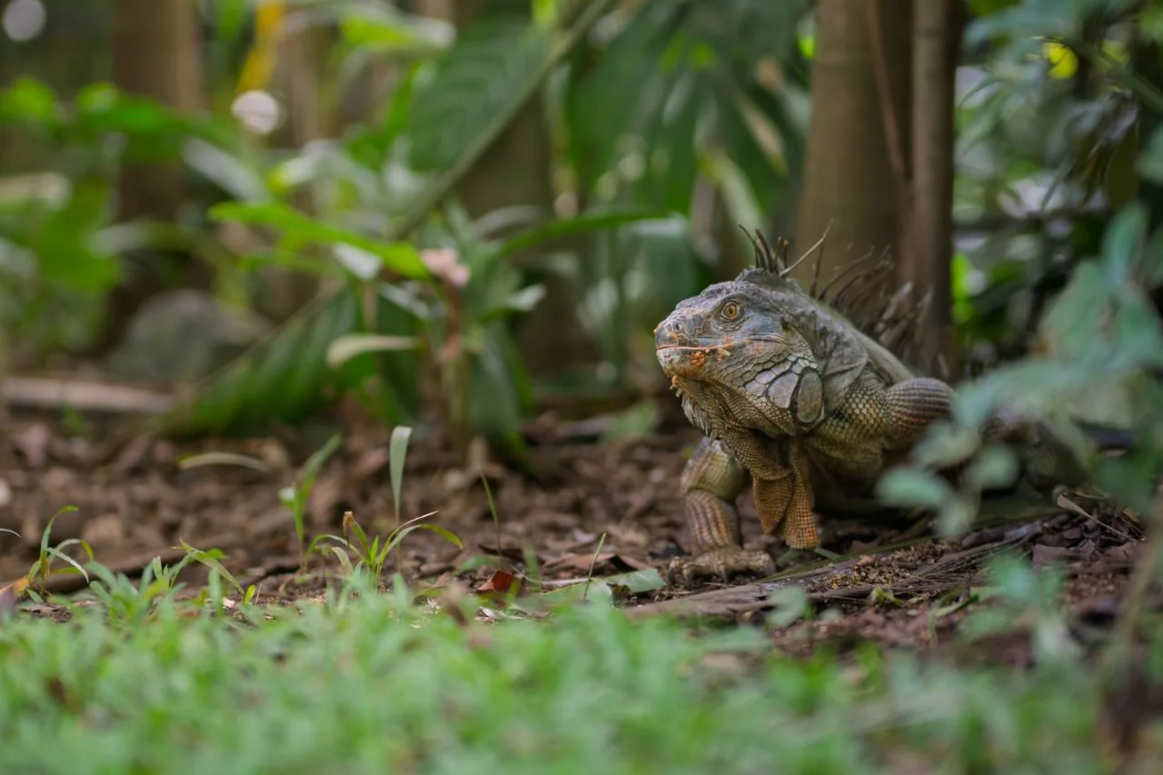 Iguana verde (Iguana iguana)