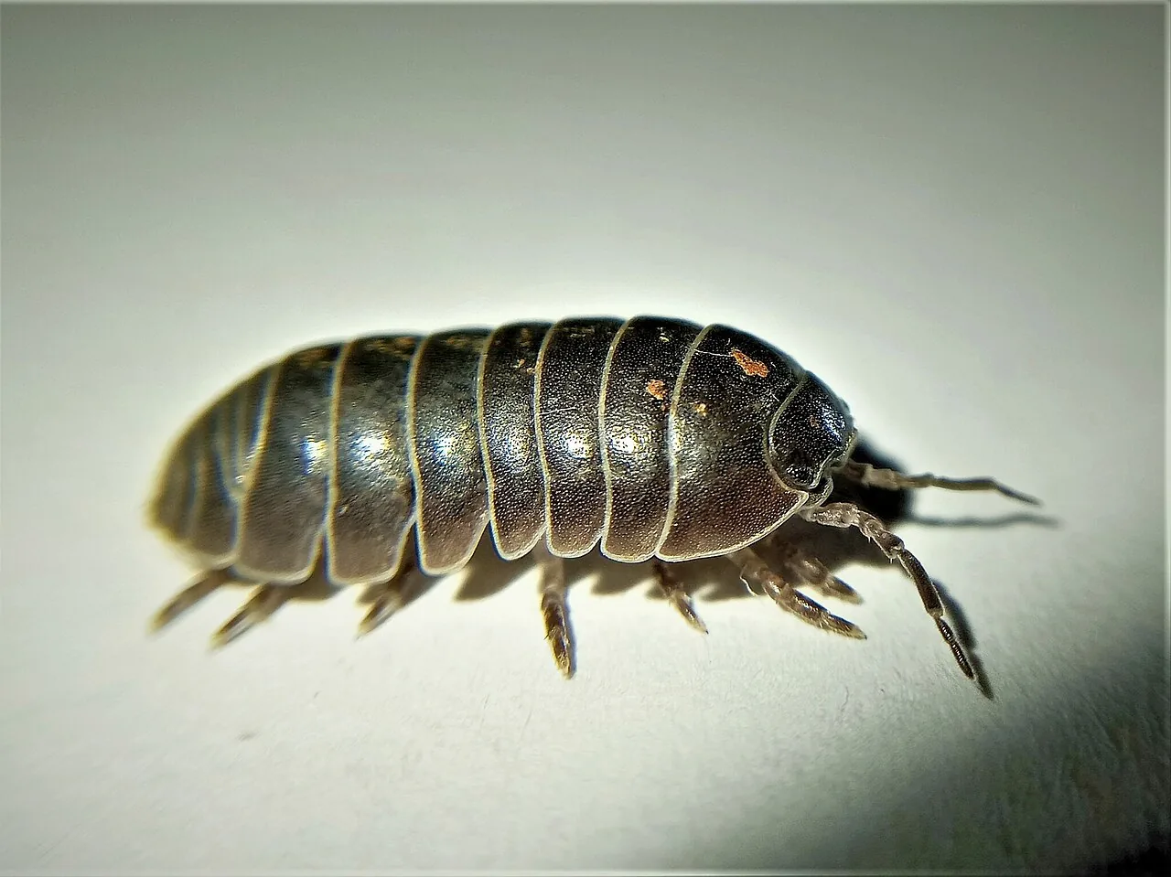Isópodos terrestres (Armadillidium, Porcellio, Cubaris spp.)