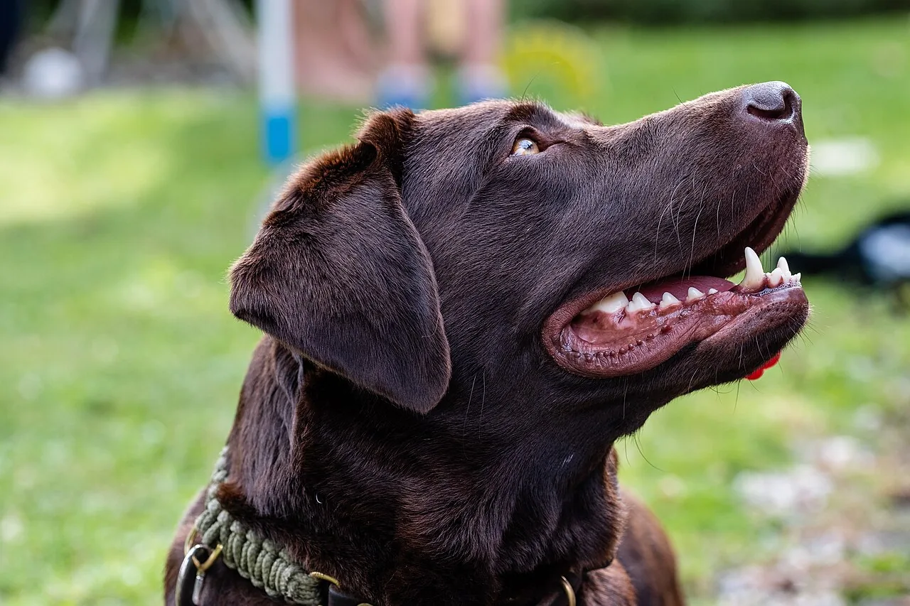 Labrador Retriever (Canis lupus familiaris)