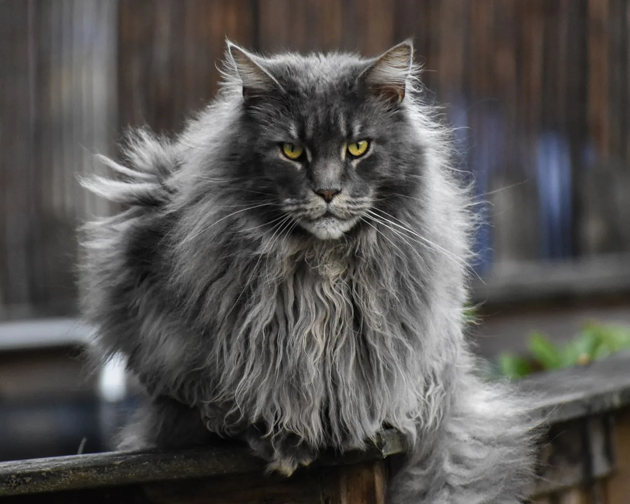 Maine Coon (Felis catus)