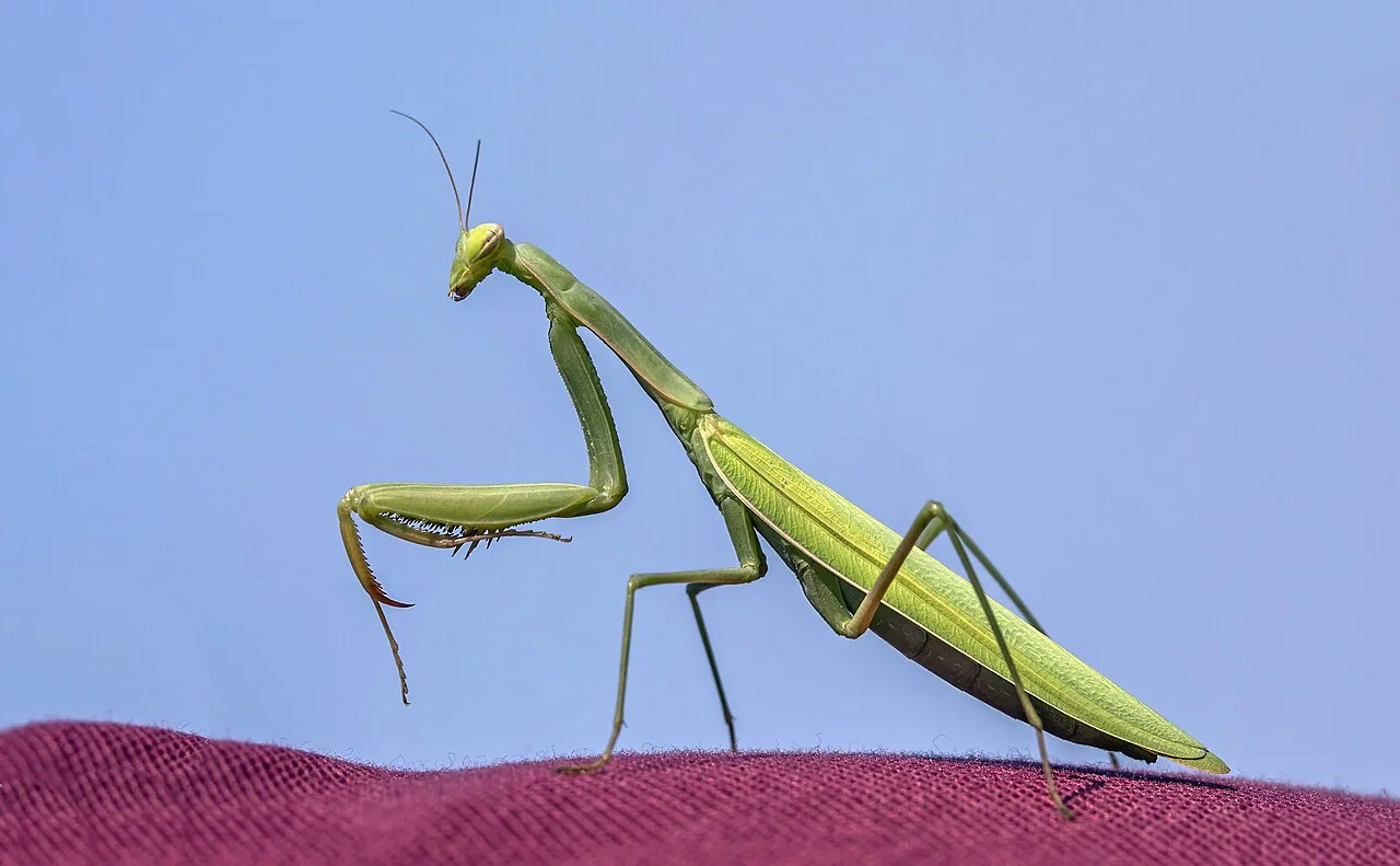 Mantis religiosa y exóticas (Mantodea (Mantis, Hierodula, etc.))