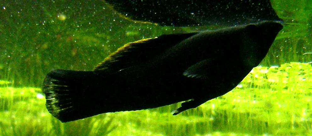 Molly (Poecilia sphenops)