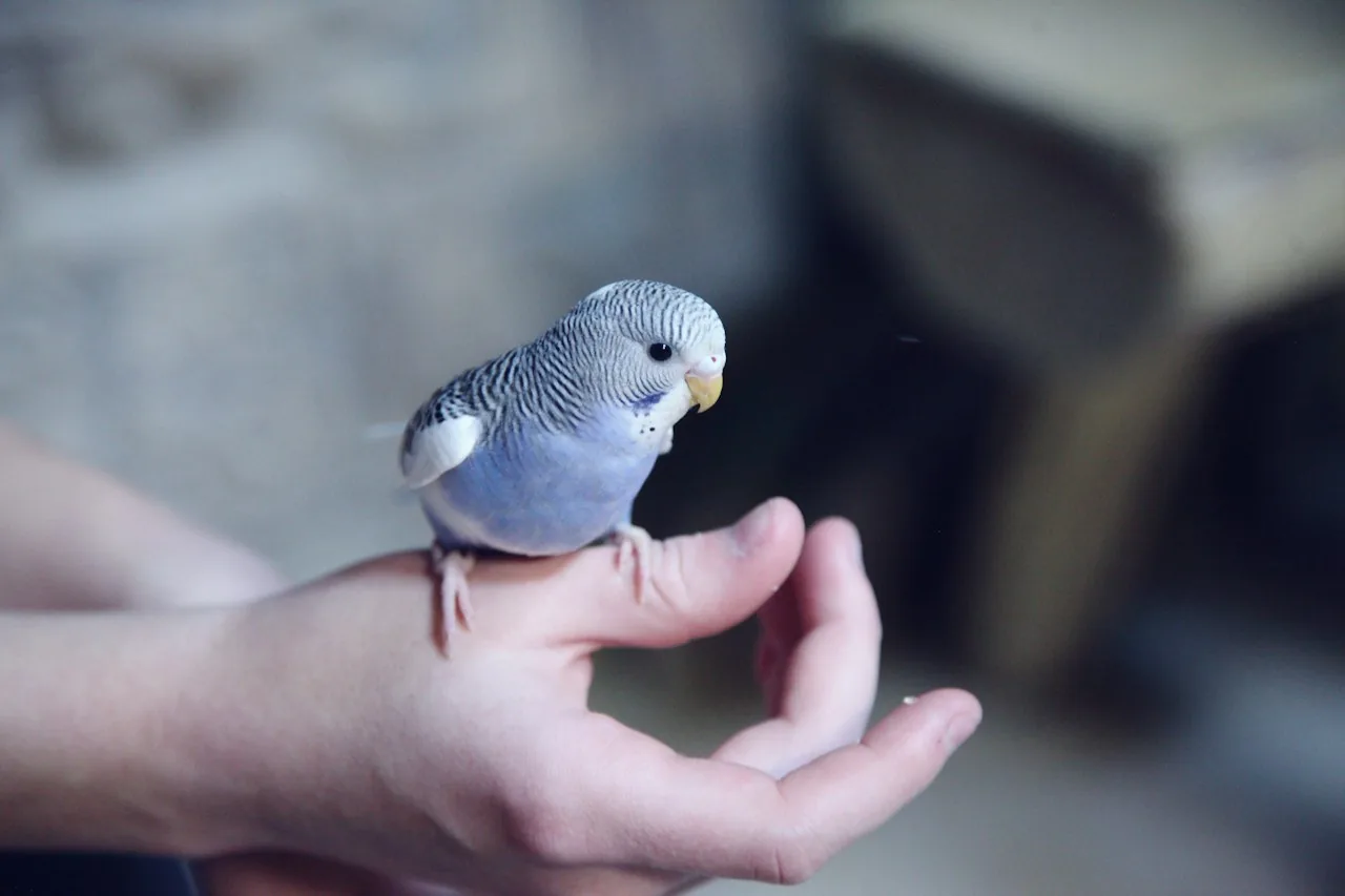 Periquito australiano (Melopsittacus undulatus)
