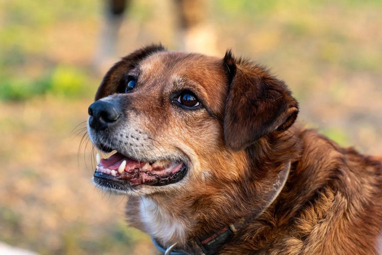 Perro Criollo o Mestizo (Canis lupus familiaris)