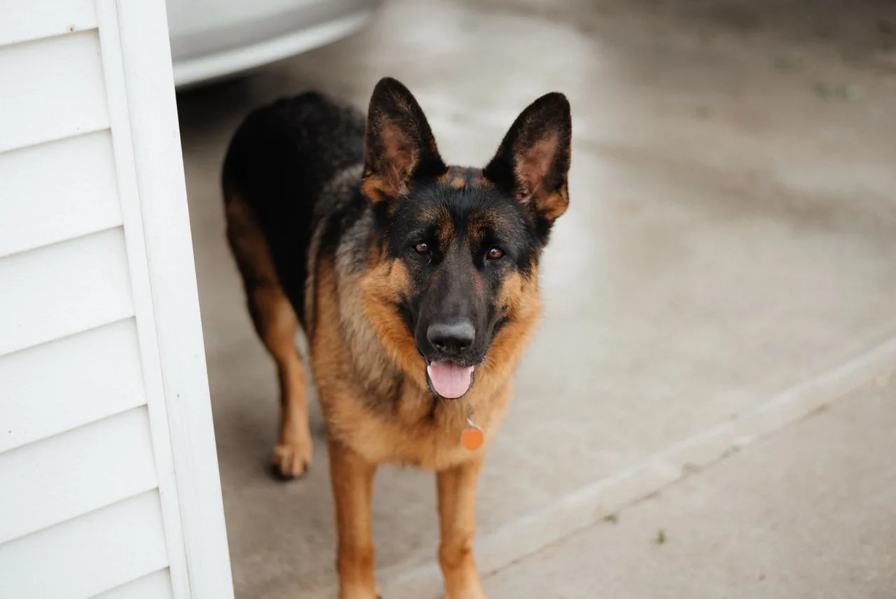 Pastor Alemán (Canis lupus familiaris)