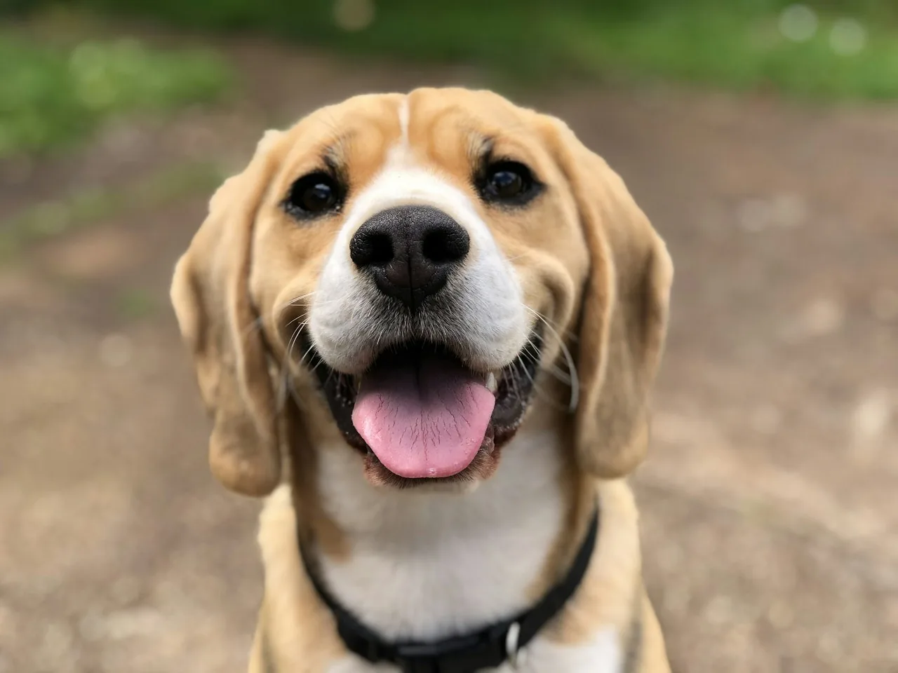 Fotografía representativa de un perro (beagle)