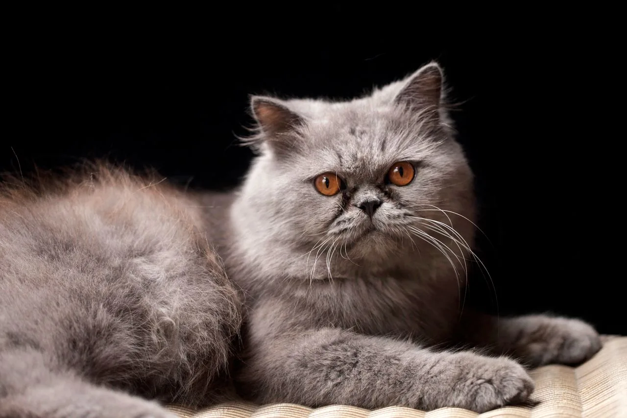 Gato Persa (Felis catus)