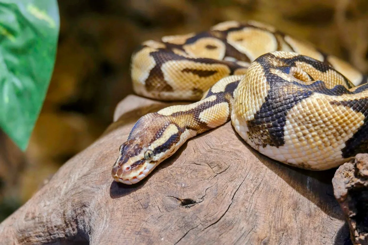 Pitón bola o Real (Python regius)