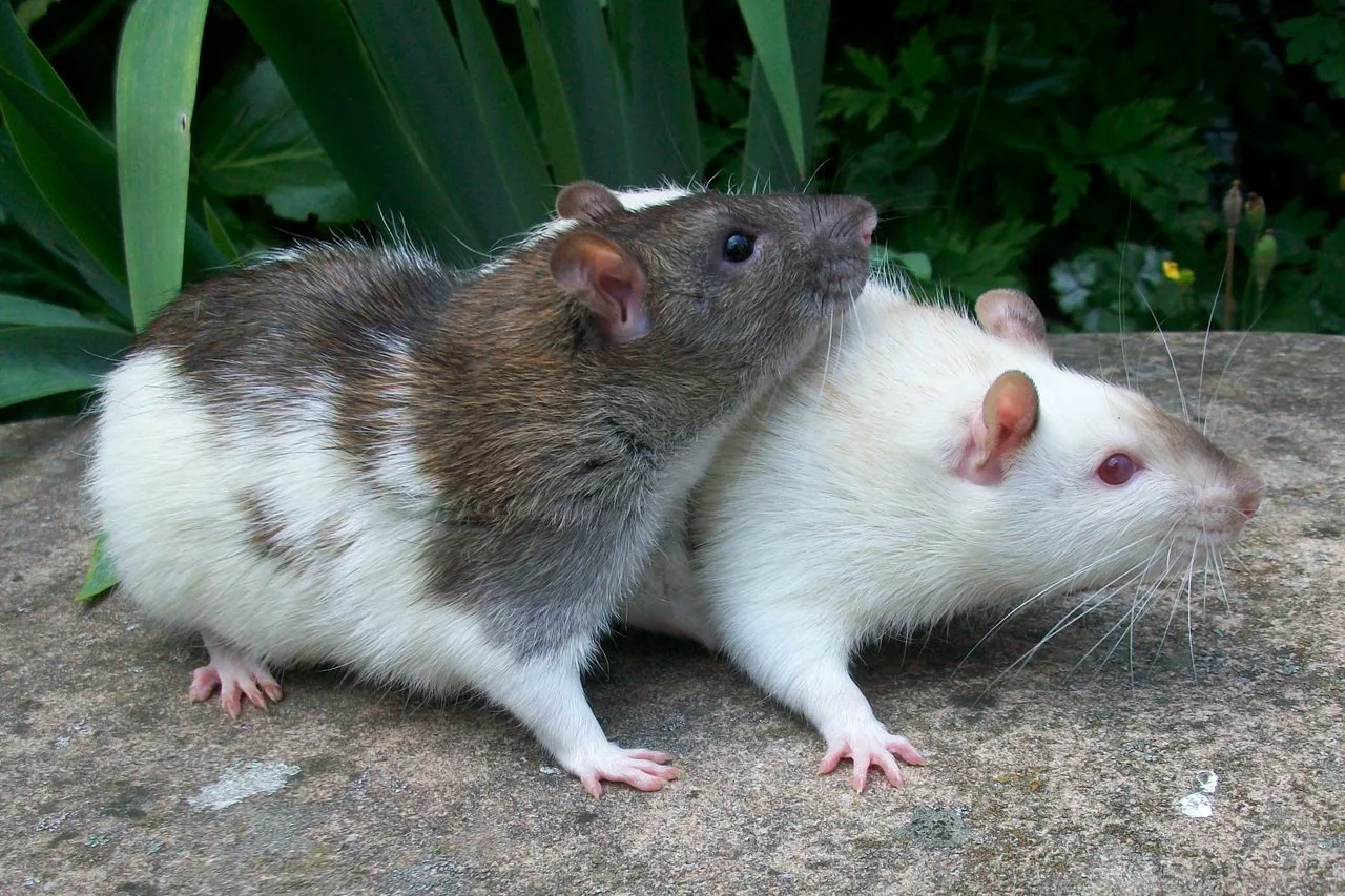 Rata doméstica o de fantasía (Rattus norvegicus domestica)