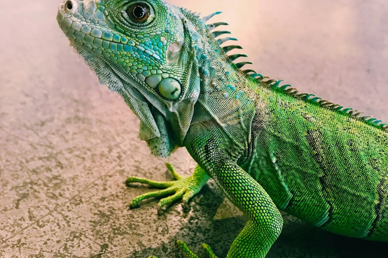 Fotografía representativa de una iguana verde