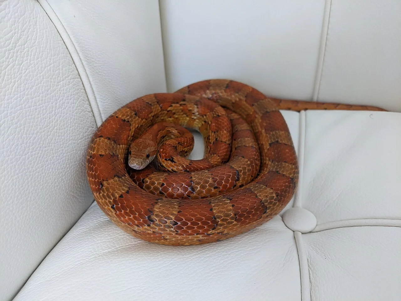 Serpiente del maíz (Pantherophis guttatus)