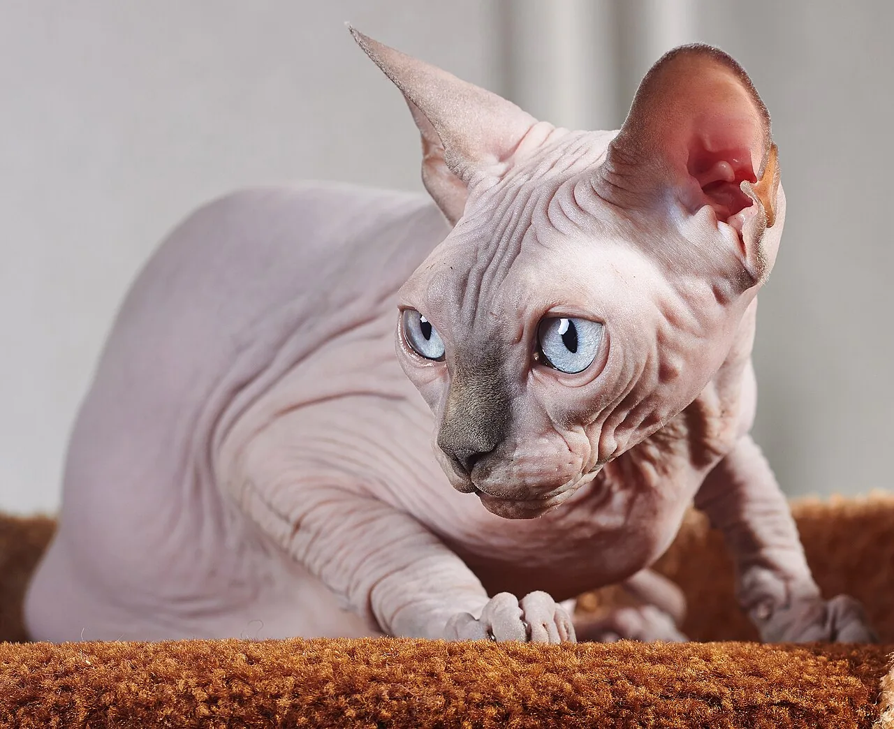 Gato Sphynx (Felis catus)