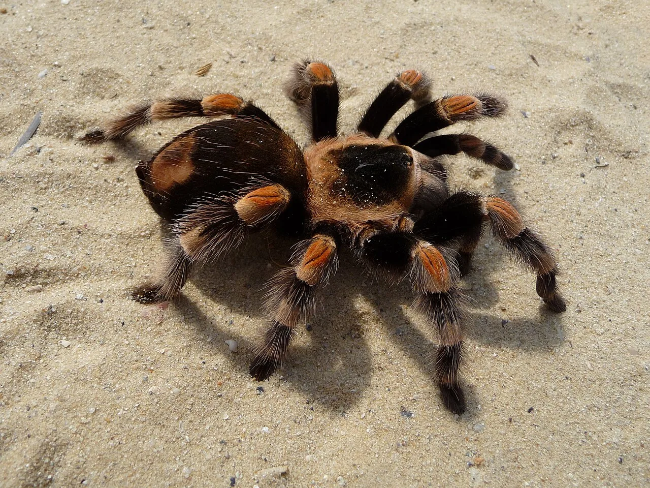 Tarántula de rodillas rojas mexicana (Brachypelma hamorii)