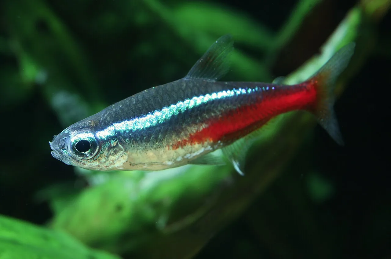 Tetra Neón (Paracheirodon innesi)