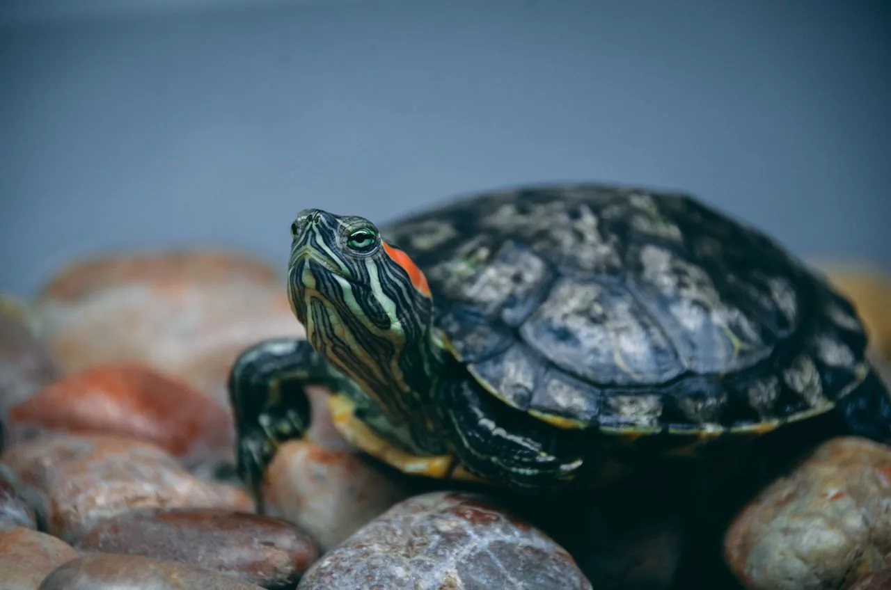 Tortuga de orejas rojas (Trachemys scripta elegans)