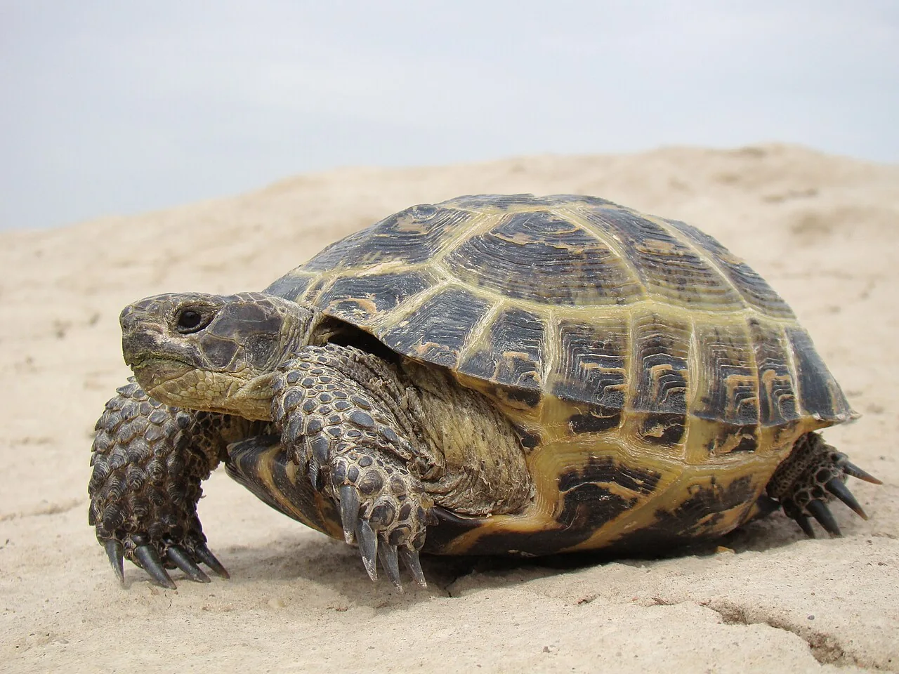 Tortuga rusa (Agrionemys horsfieldii)